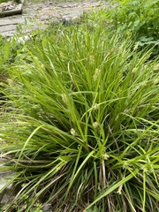 Carex intumescens
