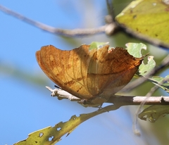 Polyura zoolina