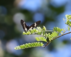Acraea aganice aganice