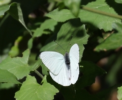 Appias epaphia contracta