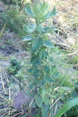 Senecio subcanescens