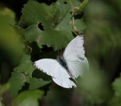 Appias epaphia contracta