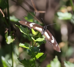 Pseudacraea lucretia tarquinea
