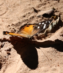Paralethe dendrophilus junodi