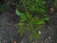 Asparagus tenuifolius