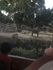 Elephantidae