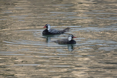 Merganetta armata armata