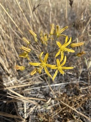 Bloomeria crocea