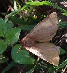 Phyllalia