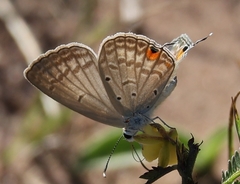 Euchrysops barkeri