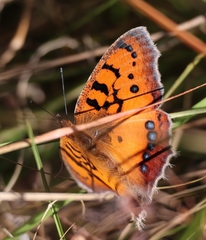 Catacroptera cloanthe