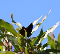 Charaxes ethalion ethalion