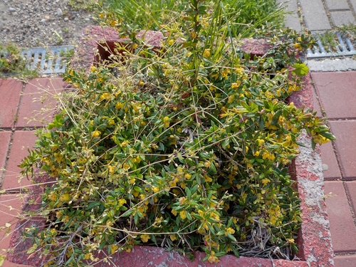dráč (Berberis)
