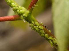 Periphyllus testudinaceus