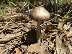 Amanita sororcula