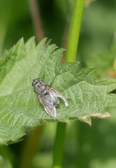Brachycera
