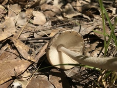 Amanita sororcula