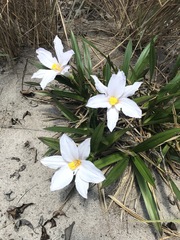 Vellozia dasypus