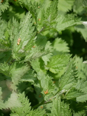 Urtica dioica