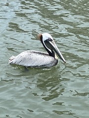 Pelecanus occidentalis