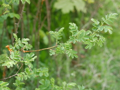 Rosa