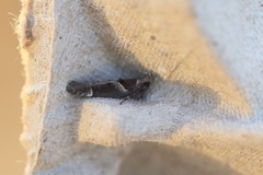 Pseudochelaria scabrella
