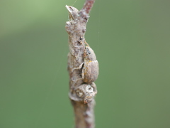 Strophosoma melanogrammum