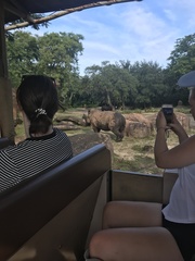 Rhinocerotidae