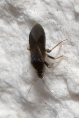 Lyctocoridae