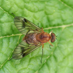 Chrysopilus pullus