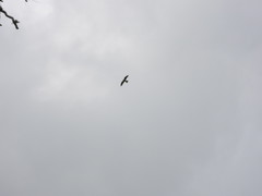 Ictinia mississippiensis