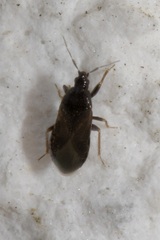 Lyctocoridae