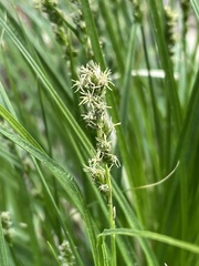 Carex brizoides