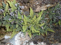 Myriopteris covillei