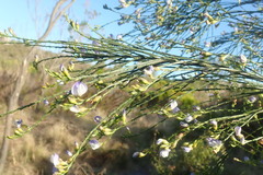 Psoralea pullata