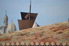 Streptopelia decaocto