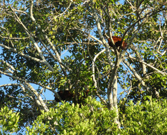 Alouatta sara