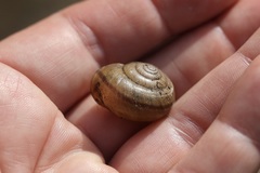 Helminthoglypta coelata