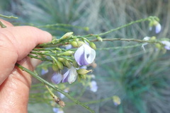 Psoralea pullata