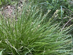 Carex brizoides