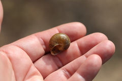 Helminthoglypta coelata