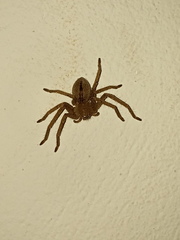 Polybetes trifoveatus
