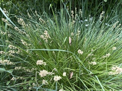 Carex brizoides