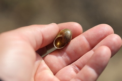 Helminthoglypta coelata