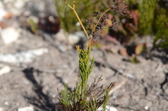 Anginon pumilum