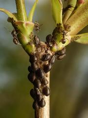 Periphyllus testudinaceus