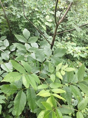 Fraxinus pennsylvanica subintegerrima
