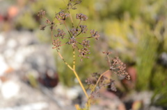 Anginon pumilum