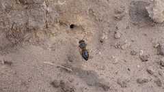 Colletes cunicularius