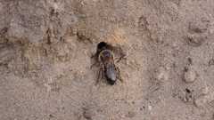 Colletes cunicularius